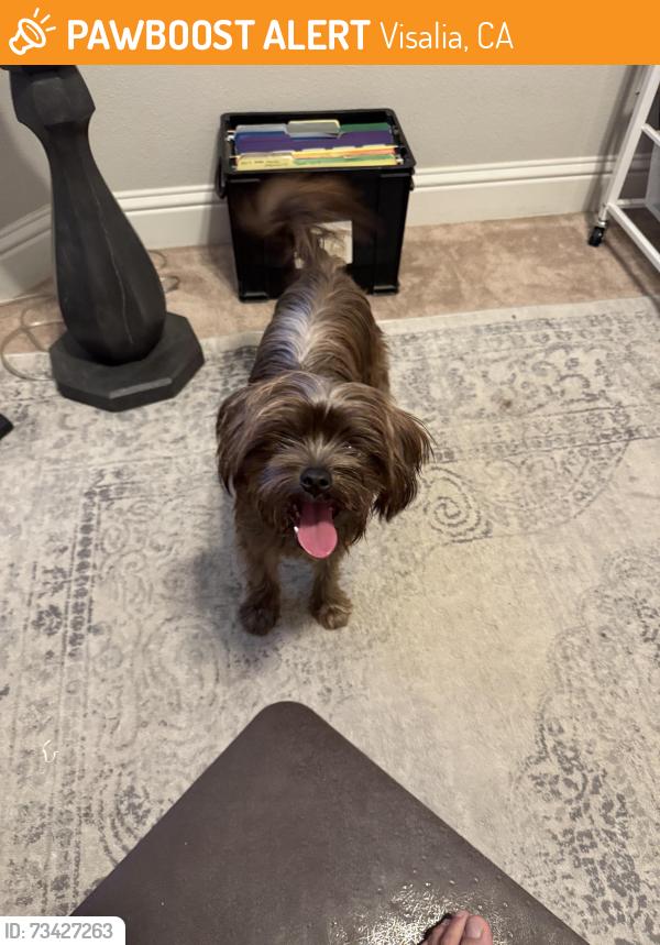 Found/Stray Male Dog last seen N Roeben st / W Ferguson, Visalia, CA 93291