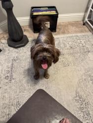 Found/Stray Male Dog last seen N Roeben st / W Ferguson, Visalia, CA 93291