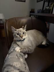 Lost Female Cat last seen Near Price Avenue, Knoxville, TN 37920