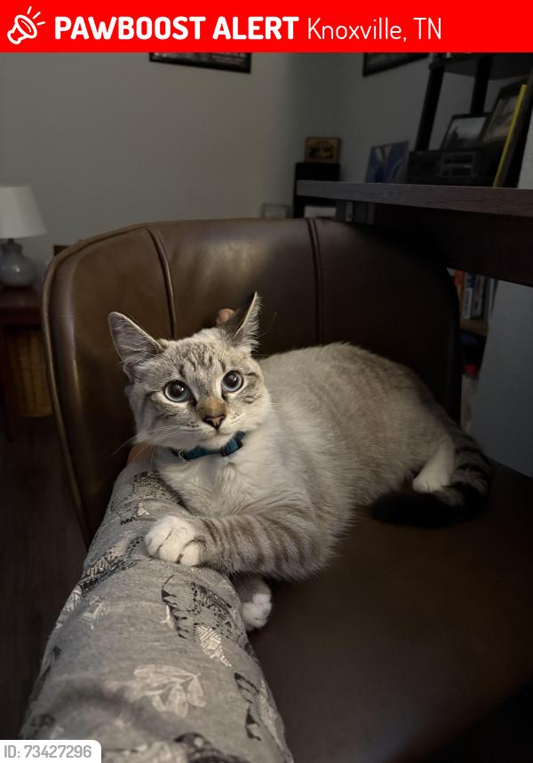 Lost Female Cat last seen Near Price Avenue, Knoxville, TN 37920