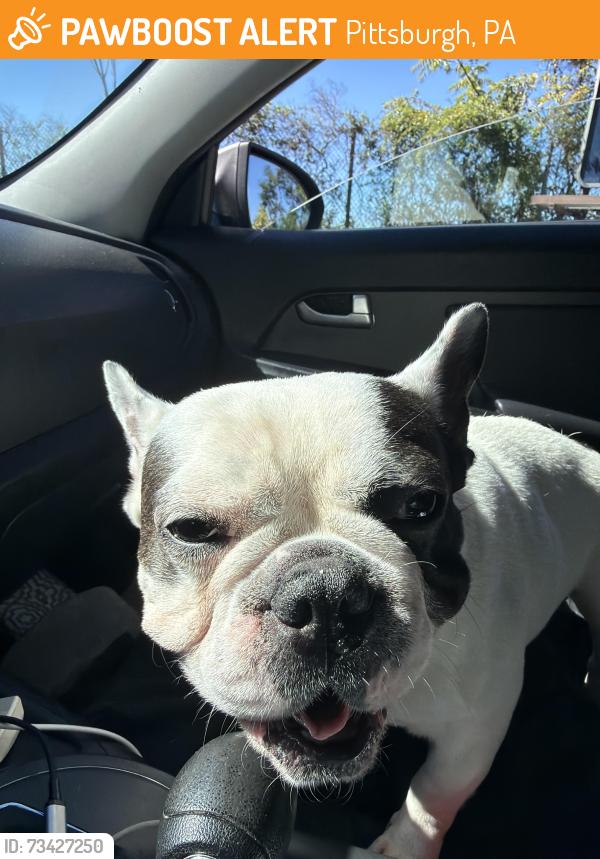 Found/Stray Male Dog last seen Not sure, Pittsburgh, PA 15210
