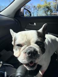 Found/Stray Male Dog last seen Not sure, Pittsburgh, PA 15210