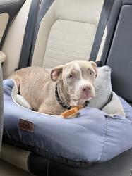 Found/Stray Female Dog last seen 91st Ave and Camelback, Glendale, AZ 85037