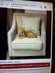 Lost Female Cat last seen Broad Street Pawtucket, Pawtucket, RI 02863
