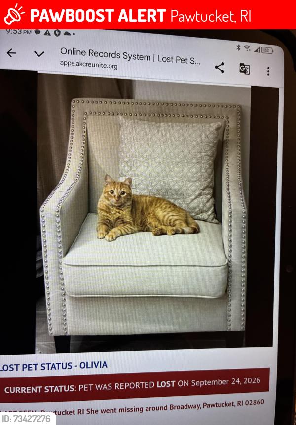 Lost Female Cat last seen Broad Street Pawtucket, Pawtucket, RI 02863