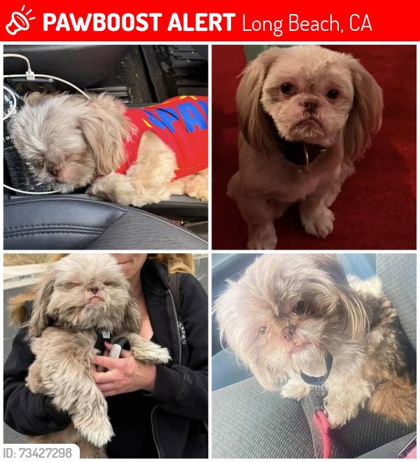 Lost Male Dog last seen Near Highland Motel, Long Beach, CA 90810