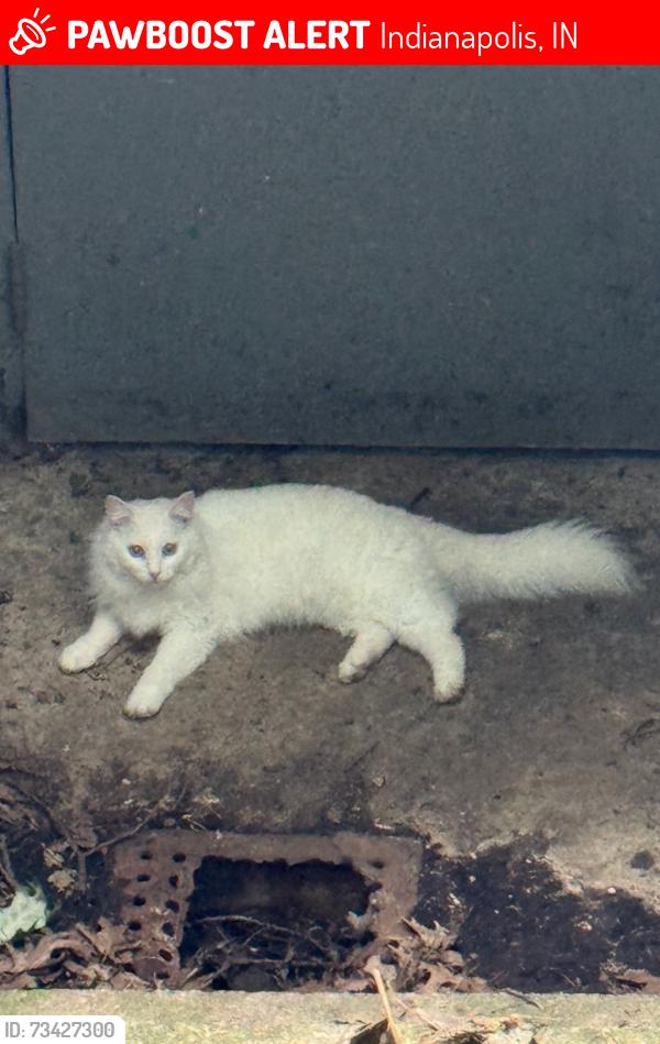 Lost Female Cat last seen Fall creek, binford, Indianapolis, IN 46220
