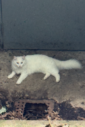 Lost Female Cat last seen Fall creek, binford, Indianapolis, IN 46220