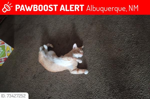 Lost Female Cat last seen SIEGEL SUITES, Albuquerque, NM 87123
