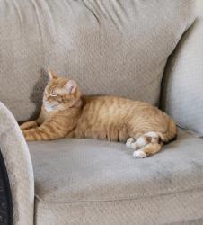 Lost Female Cat last seen Hilltop Circle and Hilltop Drive, Windsor, CO 80550