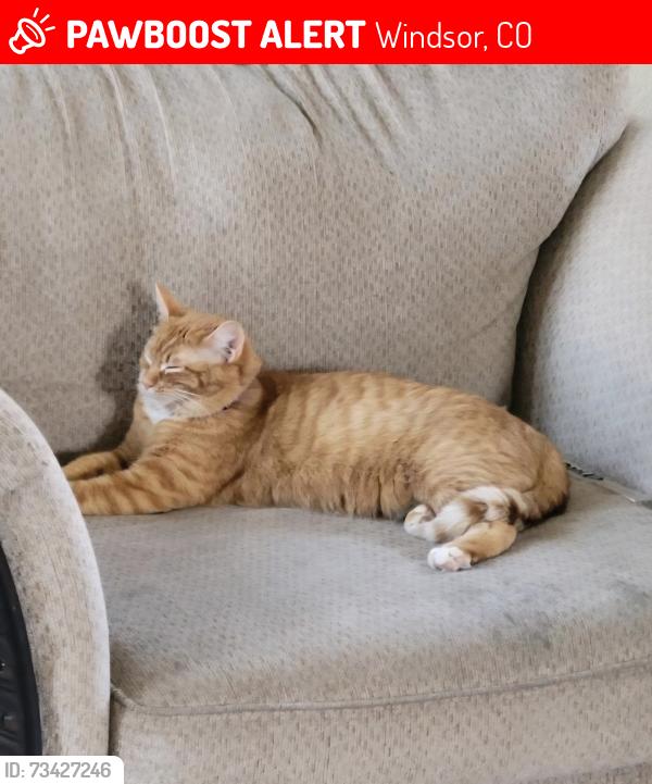 Lost Female Cat last seen Hilltop Circle and Hilltop Drive, Windsor, CO 80550
