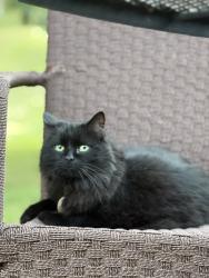 Lost Male Cat last seen Echo Valley Circle, La Grange, KY 40031