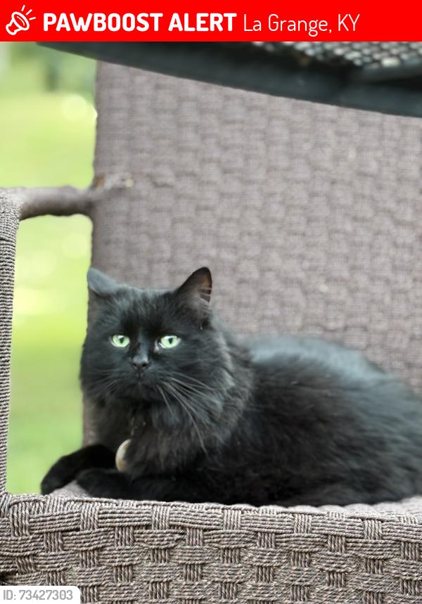 Lost Male Cat last seen Echo Valley Circle, La Grange, KY 40031