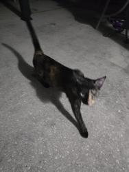 Found/Stray Female Cat last seen Melbourne St Charlotte Harbor, Port Charlotte, FL 33980