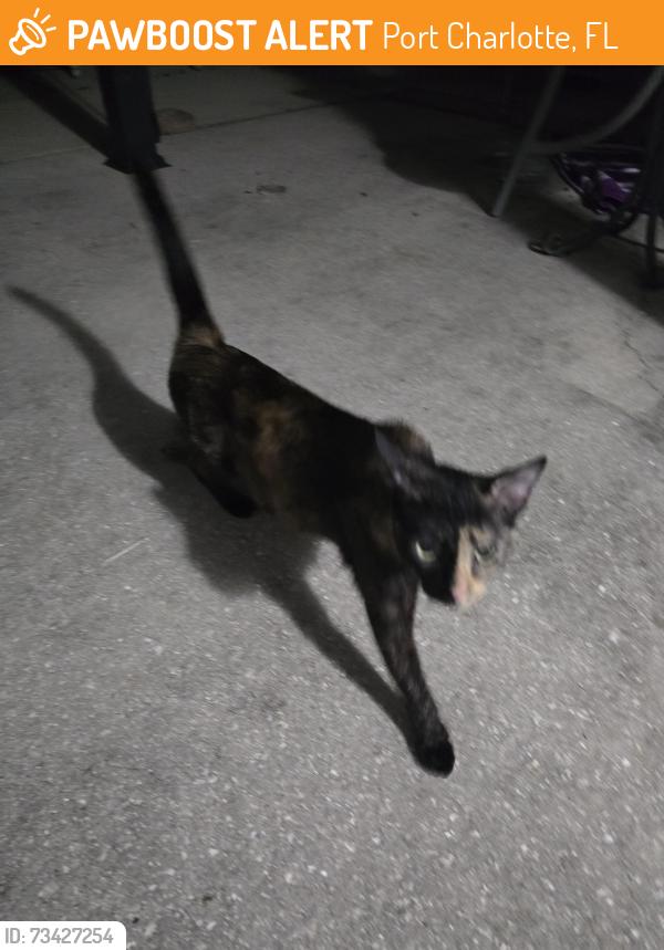 Found/Stray Female Cat last seen Melbourne St Charlotte Harbor, Port Charlotte, FL 33980