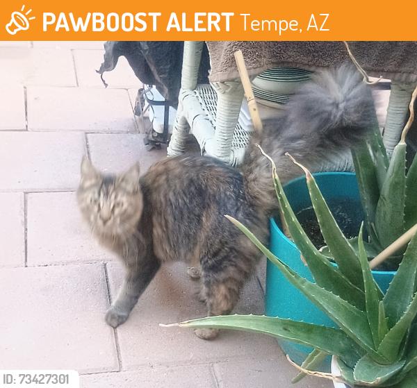 Found/Stray Female Cat last seen Weber and Miller, Tempe, AZ 85288