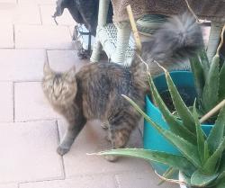 Found/Stray Female Cat last seen Weber and Miller, Tempe, AZ 85288