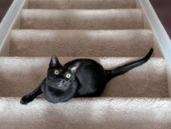 Lost Male Cat last seen Amandale Lane and HW 150, Lexington, NC 27295
