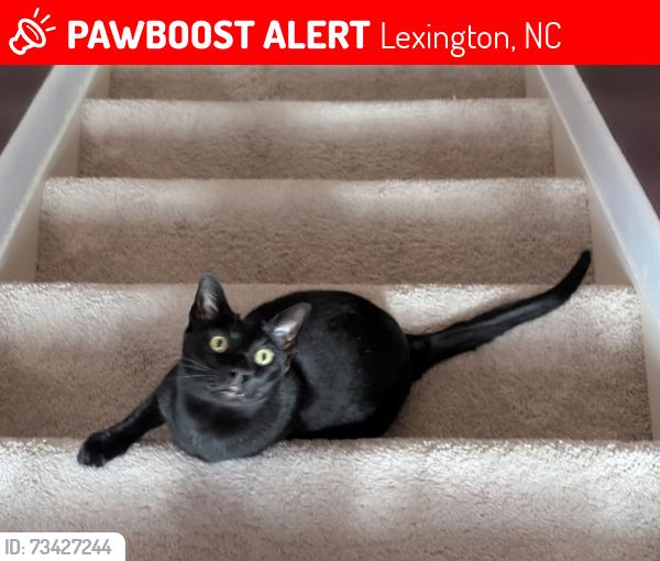 Lost Male Cat last seen Amandale Lane and HW 150, Lexington, NC 27295