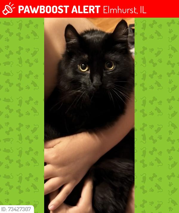 Lost Male Cat last seen Berens park elmhurst, Elmhurst, IL 60126
