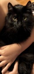 Lost Male Cat last seen Berens park elmhurst, Elmhurst, IL 60126