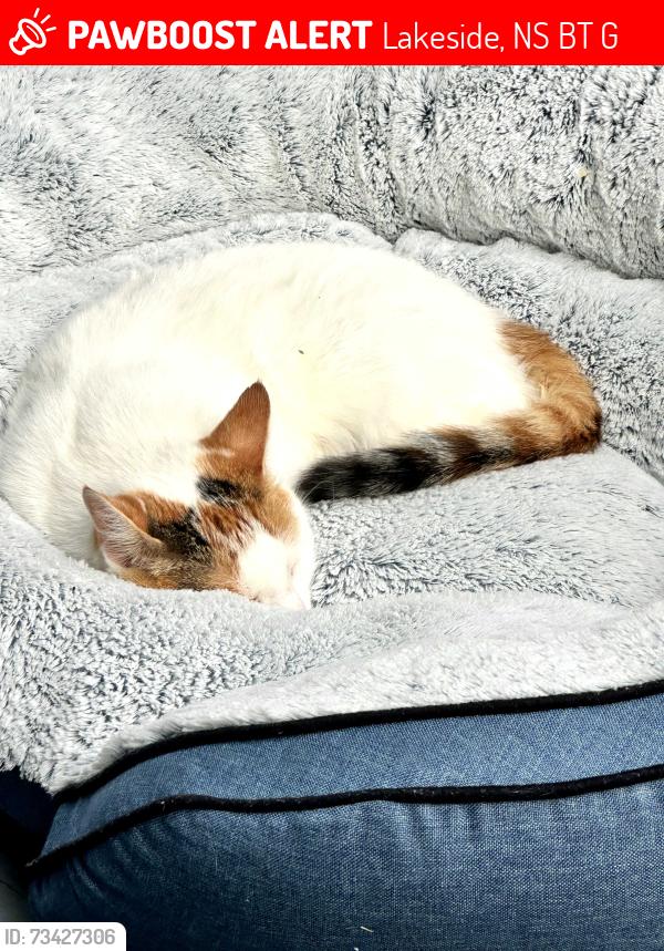 Lost Female Cat last seen Greenhead Rd Lakeside NS, Lakeside, NS B3T 0G3