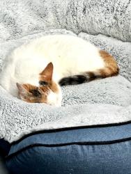 Lost Female Cat last seen Greenhead Rd Lakeside NS, Lakeside, NS B3T 0G3