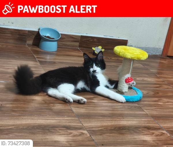 Lost Male Cat last seen a la altura de Linguatec, Lerma de Villada, Méx. 