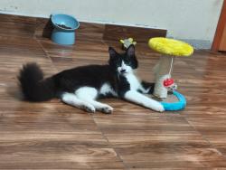 Lost Male Cat last seen a la altura de Linguatec, Lerma de Villada, Méx. 