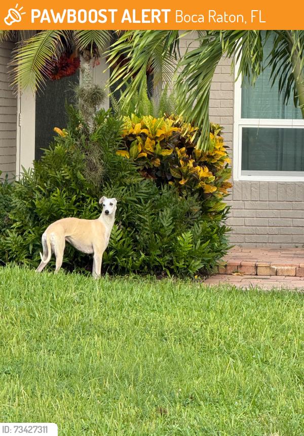 Found/Stray Unknown Dog last seen Jog & Potomac, Boca Raton, FL 33434
