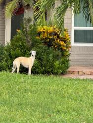 Found/Stray Unknown Dog last seen Jog & Potomac, Boca Raton, FL 33434
