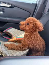 Lost Male Dog last seen Pedlenton pike, Indianapolis, IN 46236