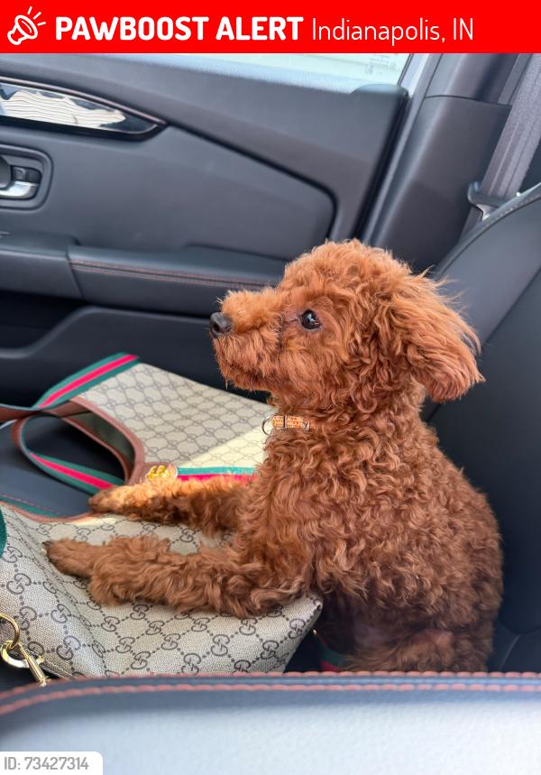Lost Male Dog last seen Pedlenton pike, Indianapolis, IN 46236