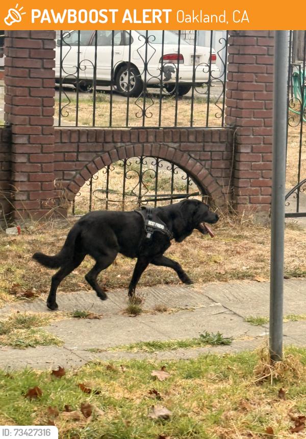 Found/Stray Unknown Dog last seen Near 27th Ave, Oakland, CA, Oakland, CA 94601