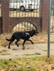 Found/Stray Unknown Dog last seen Near 27th Ave, Oakland, CA, Oakland, CA 94601