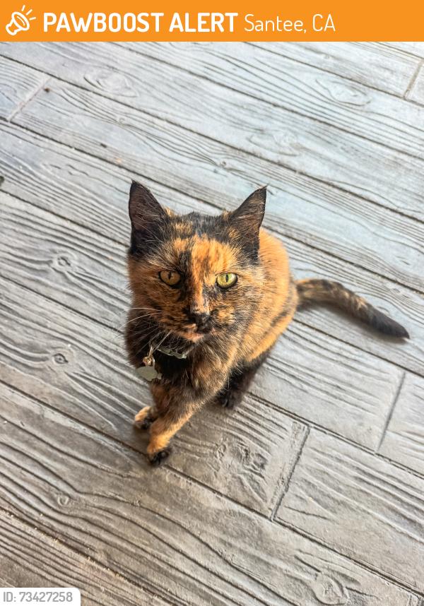 Found/Stray Female Cat last seen Santana high school, Santee, CA 92071