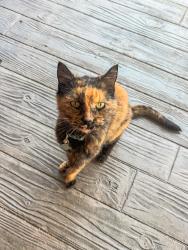 Found/Stray Female Cat last seen Santana high school, Santee, CA 92071