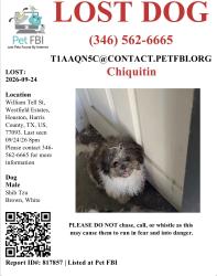 Lost Male Dog last seen William, Houston, TX 77093