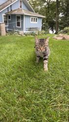 Found/Stray Unknown Cat last seen Tyranena Park, Lake Mills, WI 53551