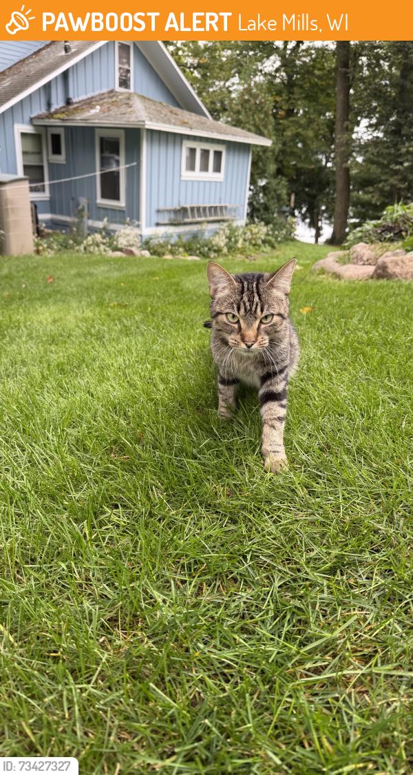 Found/Stray Unknown Cat last seen Tyranena Park, Lake Mills, WI 53551