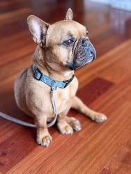 Reunited Male Dog last seen Forest lane, Berkeley, CA 94708
