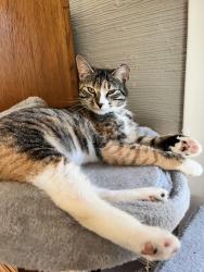 Lost Female Cat last seen Forest Hill and Leicester Rd, Richmond, VA 23225
