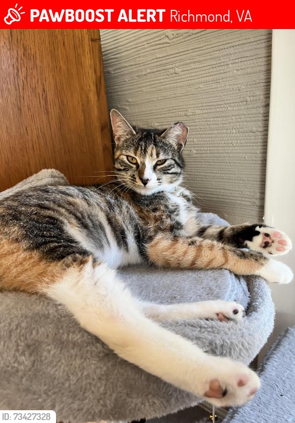 Lost Female Cat last seen Forest Hill and Leicester Rd, Richmond, VA 23225