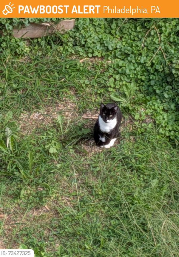 Found/Stray Unknown Cat last seen Bellare Place and Nanton Rd 19154, Philadelphia, PA 19154