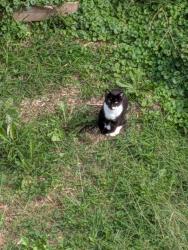 Found/Stray Unknown Cat last seen Bellare Place and Nanton Rd 19154, Philadelphia, PA 19154