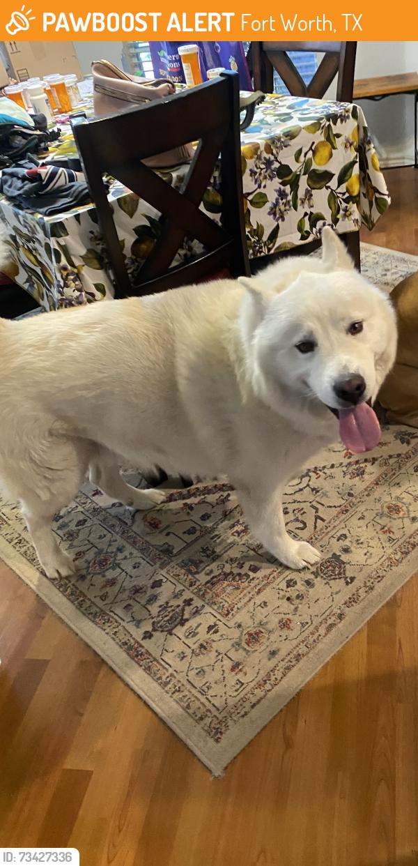 Found/Stray Male Dog last seen Miranda dr, Fort Worth, TX 76131