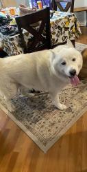 Found/Stray Male Dog last seen Miranda dr, Fort Worth, TX 76131