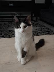 Lost Female Cat last seen Rayles, Roseville, CA 95747