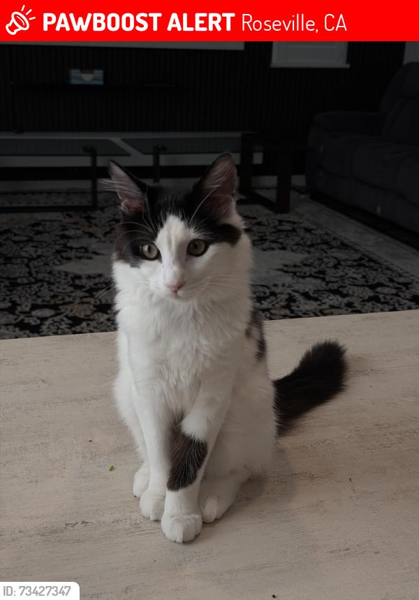 Lost Female Cat last seen Rayles, Roseville, CA 95747
