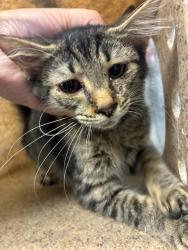 Shelter Stray Female Cat last seen ALAMANCE COUNTY, 221 Stone Quarry Rd, Burlington, NC 27217, USA